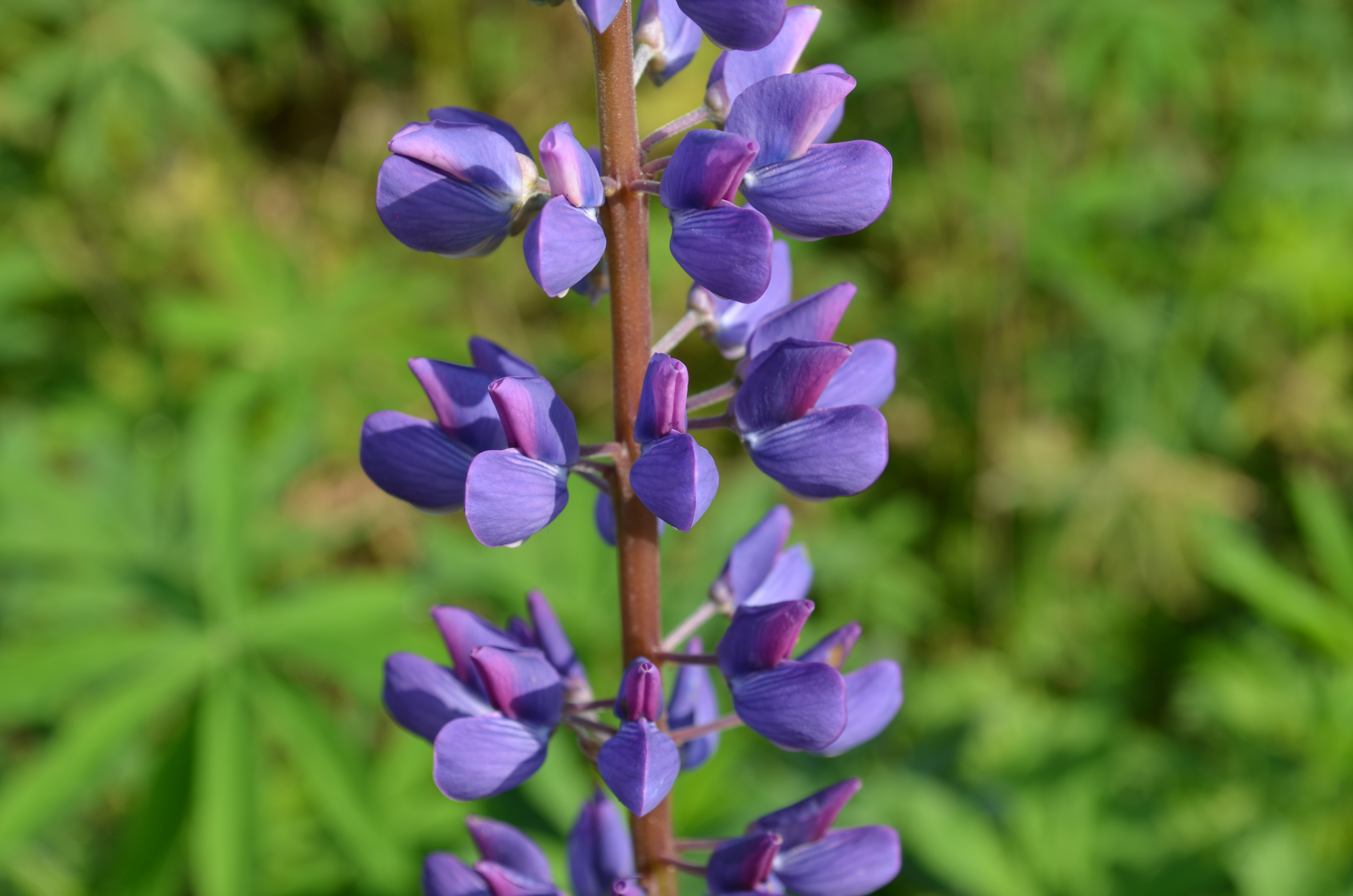 Lupine Or Blomsterlupin The Traveling Naturalist